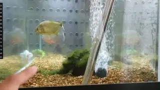 Serrasalmus Maculatus Finger chase, aggression