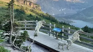 Animals of Glacier NP Two Medicine hikes (Scenic Point, Running Eagle Falls) and Hidden Lake trail