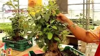 Mistral Bonsai - Primera poda prebonsái manzano (2)