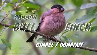 Common Bullfinch or Eurasian Bullfinch (Pyrrhula pyrrhula ♀)