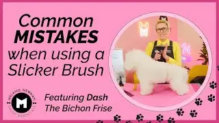 Common Mistakes to Avoid When Using a Slicker Brush on Your Dog&rsquo;s Coat