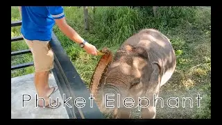 Phuket Elephant Sanctuary