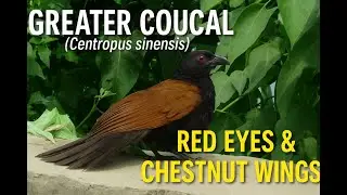 Greater Coucal (Centropus sinensis) | Field Records from Islamabad, Haripur & Chakwal