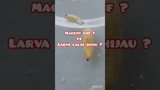Perbedaan Maggot BSF dan Larva Lalat Hijau #maggotbsf #blacksoldierfly #budidayamaggot #short