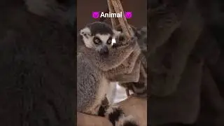 top three animals 🔥👿👿😈😈 #top3animals #animals #shortvideo #love ❤