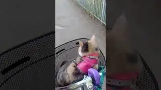 #subscribe #pets #flowers #cat #beautiful #кошка#вертикальный #видео #питомцы #subscribe
