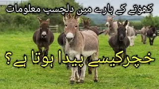 Amazing and Interesting Donkey & Mule 💗Fact💗 and full 💗Information,💗