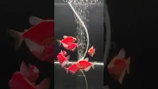 Glofish Tetra Starfire Red - White Light Background | Falra Fish