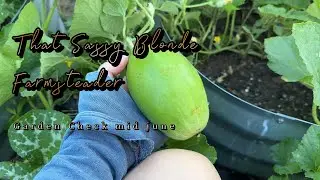 Mid June Garden walk || Garden Check || Post op 1 week || Texas hops | pole beans | Tomato's |