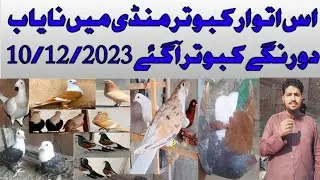 Two colorful pigeons came in this Sunday Pigeon Market#bird #pigeon #kabootar #pigeonlover