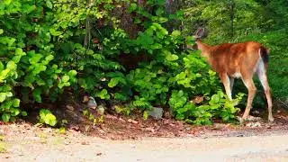 Most funny and cute baby deer videos compilation (2021)