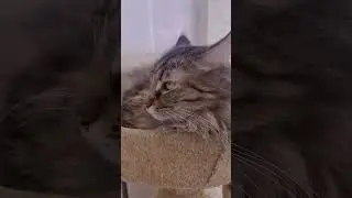 Это Анфиса! Стала забывать #cat #кот #веселыекоты #котик #видосыоткота #юмор #прикольныекоты #мейнку