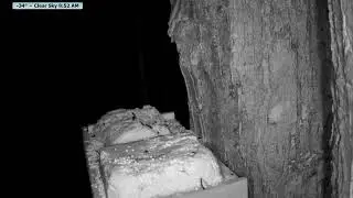Live wildlife Feeder: Wildlife Feeding Frenzy at McCaslin Brook | Nicolet National Forest 24/7