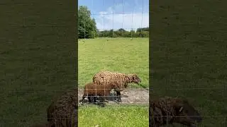 Old MacDonald SHEEP 🐑 #animals #sheep #learning #farm #farmanimals #toddlers #preschool #kidssongs