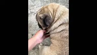 Smart boy suger #pug #funny #mypug #shorts #shortvideo #love