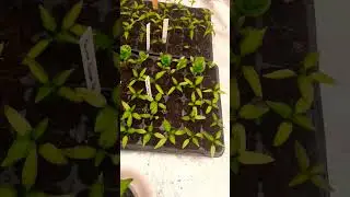 rempotage poivons, piments, aubergines et semis tomates,  f&egrave;ves#jardin #permaculture #nature