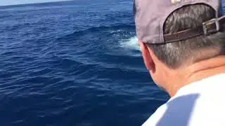 How to release a marlin!
