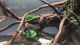 Killifish rescape and shrimp tank set up