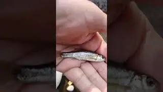 Rilascio piccolo Vairone