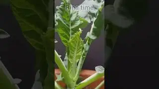 time lapse benih brokoli #timelapse #tanaman #brokoli