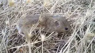 Обыкновенная полёвка (Microtus arvalis). Дагестан