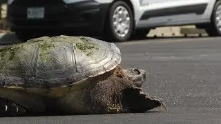 Turtle Alert
