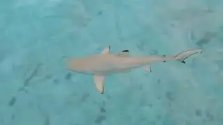 French Polynesia Sailing black tip shark led by yellow fish  - 10 Keys to Thrive