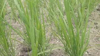 prepared land rice plant ||awesome looking |@harabharakasba3791 ||#harabharakasba