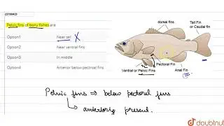 Pelvic fins of bony fishes are