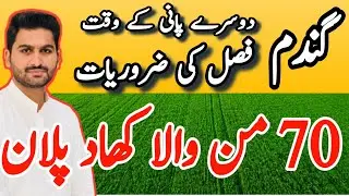 Fertilizer Plan for 2nd Irrigation in Wheat Crop #wheat