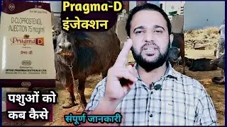 Pragma-D injection/D-Cloprostenol इस इंजेक्शन का उपयोग पशुओं में कब कैसे? सही जानकारी
