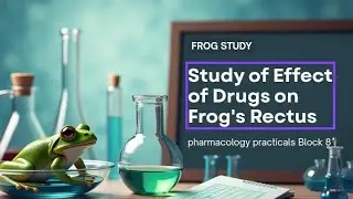 Effects of drugs on frog's rectus muscle &bull; Pharmacology practicals block 8 