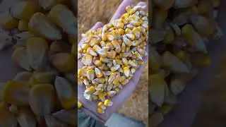 Corn Processing Machine with Chain Conveyor 🌽🚜