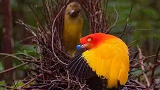 burung namdur !! membuat sarang aestetik , untuk para betina yang matrealis...