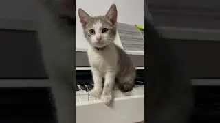 #fun #cat #romania #nice #mic #little #babycat #pet #animal #pinano #haha #funny