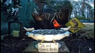 LIVE 🔴 Thursday Nature's Window 🌿 Relaxing Bird Feeder Cam | Cardinals, Bluebirds, Wrens, Squirrels