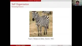 TAMIDS Data Science Webinar: Data-driven Modeling of Self-Organization from Observation