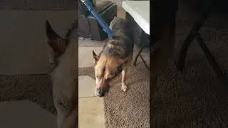 Синий, которого пылесосят, помесь немецкой овчарки.
