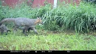 Gray Fox Den (Urocyon cinereoargenteus)