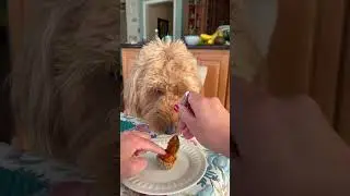 Thanksgiving dessert for dogs #pumpkinpie #thanksgiving #goldendoodle