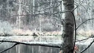 Wood Ducks at Chain O&rsquo;Lakes State Park 