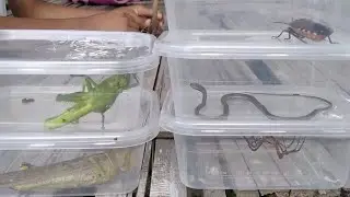 amazing catching baby snakes, spiders, big grasshoppers, shield bugs