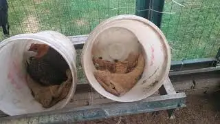 Reban ayam kampung modal yang rendah tapi berbaloi.Janji happy ye