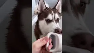 Husky Testing new Dog Wash
