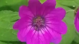 Geranium pyrenaicum transitional forms #nottingham