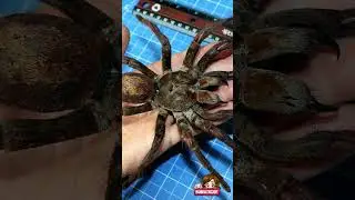 goliath birdeater #spider #viral #shortvideo #ytshorts #youtubeshorts