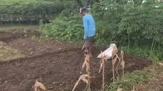 UNIQUE FARMING: SOWING RICE SEEDS IN THE PLANTING ROW IN AN UNUSUAL WAY!  -Agriculture Farming