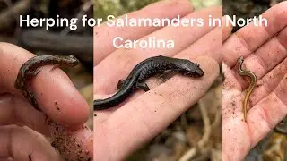 In Search of Salamanders | North Carolina Herping