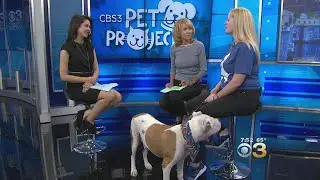 CBS 3 Pet Project: Volunteering With PSPCA Benefits Animals And Volunteers