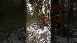 Pre-Thinning Clearing in Sweden | Ground Cam Forestry Work